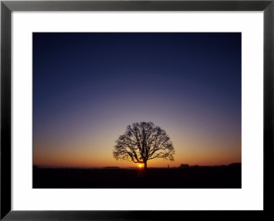 Lone Tree Framed Print Lone Tree Framed Print