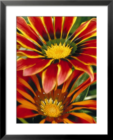 Gazanias Framed Print Gazanias Framed Print