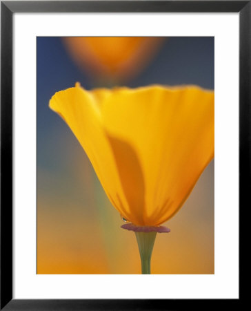 Blooming Flower Framed Print Blooming Flower Framed Print