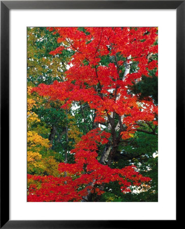 Red Autumn Foliage Framed Print Red Autumn Foliage Framed Print