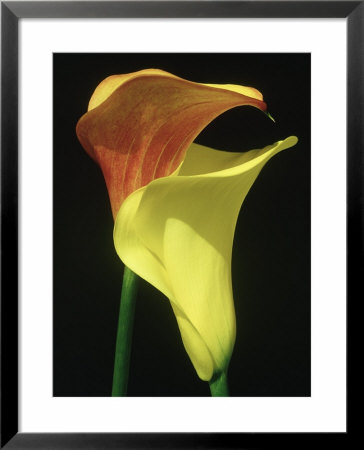 Calla Lilies Framed Print Calla Lilies Framed Print