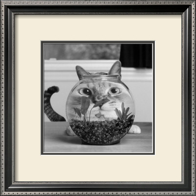 Cat Fish Framed Print Cat Fish Framed Print
