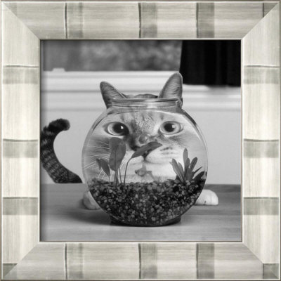 Cat Fish Framed Print Cat Fish Framed Print