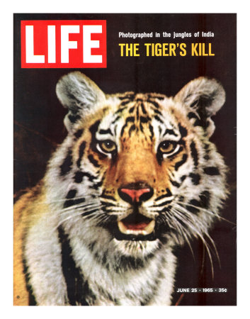 Tiger, June 25, 1965 Photographic Print Tiger, June 25, 1965 Photographic Print