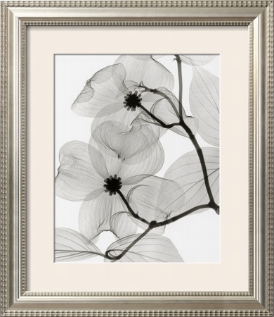 Dogwood Blossoms Framed Print Dogwood Blossoms Framed Print