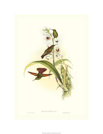 Hummingbird II Giclee Print Hummingbird II Giclee Print