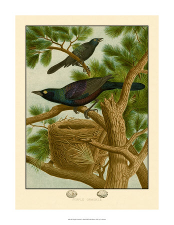 Purple Grackle Print Purple Grackle Print