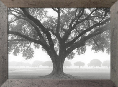 Silhouette Oak Framed Print Silhouette Oak Framed Print