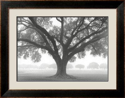 Silhouette Oak Framed Print Silhouette Oak Framed Print