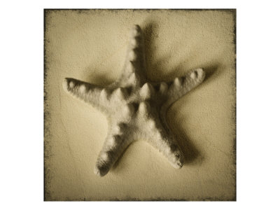 Seashell Study III Giclee Print Seashell Study III Giclee Print