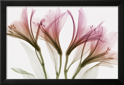Alstromeria Framed Print Alstromeria Framed Print
