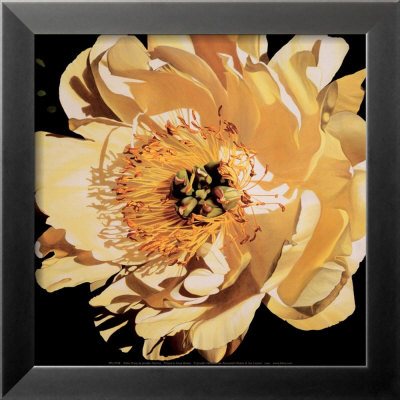 Yellow Peony Framed Print Yellow Peony Framed Print