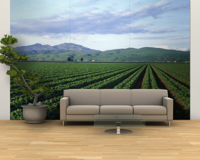 Crops in a Farm, California, USA Wall Mural – Large Crops in a Farm, California, USA Wall Mural – Large