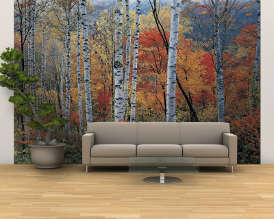 Fall Trees, Shinhodaka, Gifu, Japan Wall Mural – Large Fall Trees, Shinhodaka, Gifu, Japan Wall Mural – Large