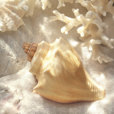 Coral Shell IV Print Coral Shell IV Print