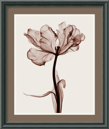 Parrot Tulip I Framed Fine Art Print Parrot Tulip I Framed Fine Art Print