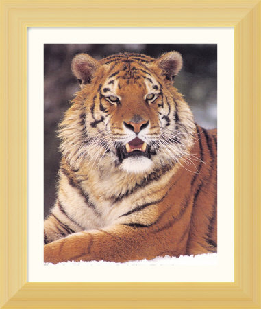 Siberian Tiger Framed Fine Art Print Siberian Tiger Framed Fine Art Print