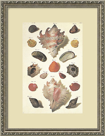 Shells III Framed Fine Art Print Shells III Framed Fine Art Print