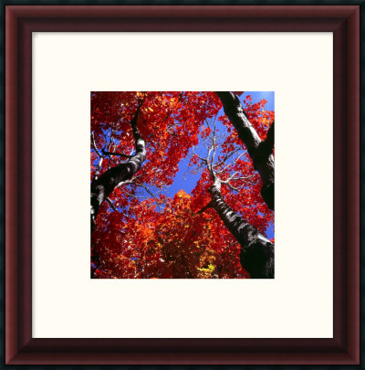 Ascending Fall Framed Fine Art Print Ascending Fall Framed Fine Art Print
