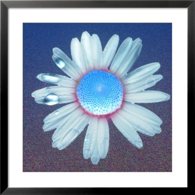 Painting of a Flower Framed Photographic Print Painting of a Flower Framed Photographic Print