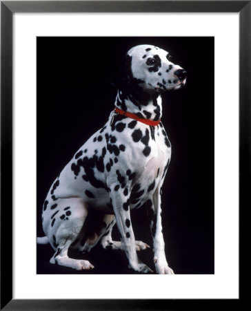 Dalmatian Dog Framed Photographic Print Dalmatian Dog Framed Photographic Print