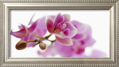 Orchid in Bloom Framed Print Orchid in Bloom Framed Print