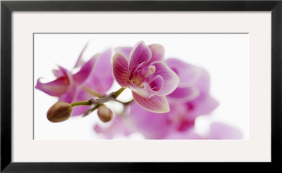Orchid in Bloom Framed Print Orchid in Bloom Framed Print