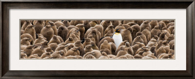 Individuality: Penguin Framed Print Individuality: Penguin Framed Print