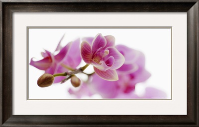 Orchid in Bloom Framed Print Orchid in Bloom Framed Print