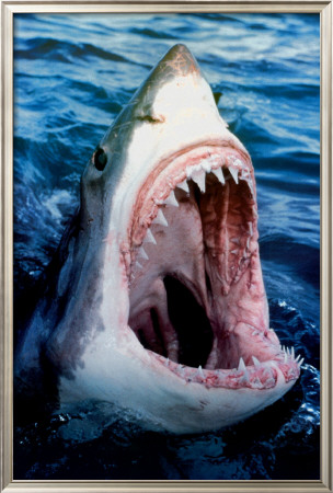 Great White Shark Framed Print Great White Shark Framed Print