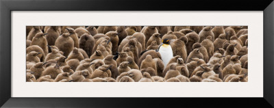 Individuality: Penguin Framed Print Individuality: Penguin Framed Print