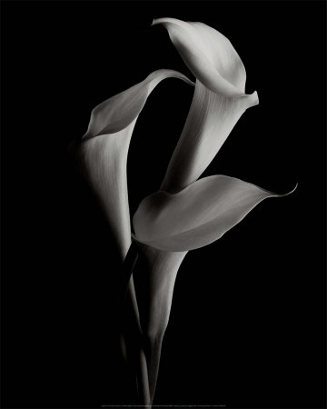 Arums Print Arums Print