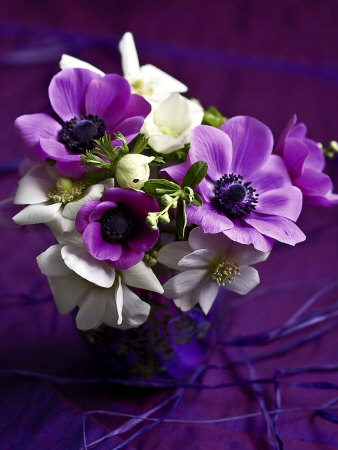 Les Anemones Print Les Anemones Print