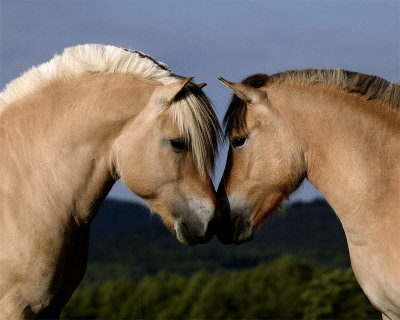 Two Fjord Ponies Print Two Fjord Ponies Print