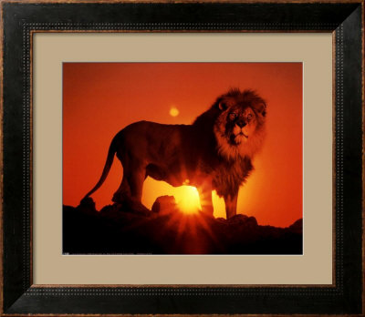 Lion at Sunset Framed Print Lion at Sunset Framed Print