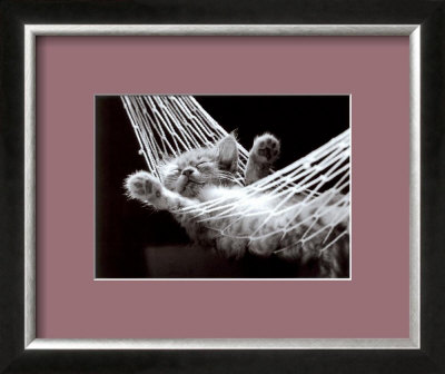 Cat Nap II Framed Print Cat Nap II Framed Print