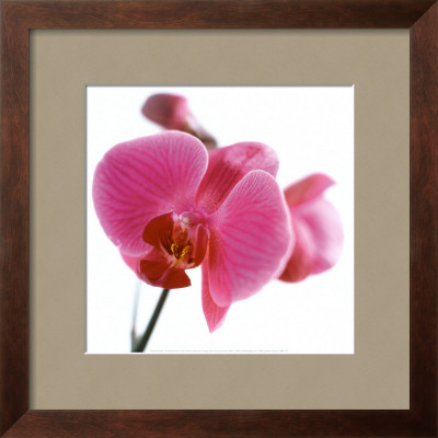 Pink Orchid Framed Print Pink Orchid Framed Print