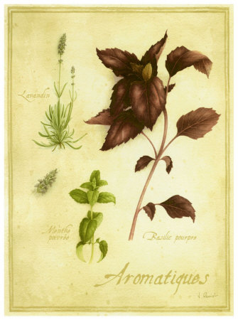 Basilic Pourpre Print Basilic Pourpre Print