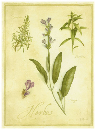 Romarin et Sauge Print Romarin et Sauge Print