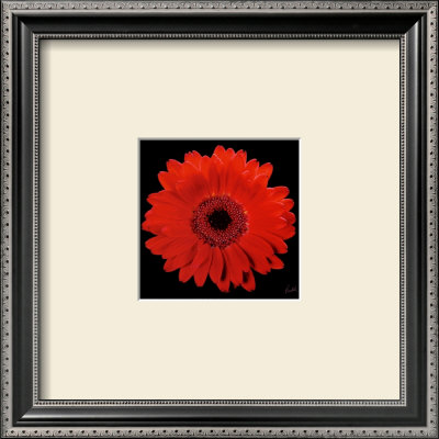 Gerber Framed Print Gerber Framed Print