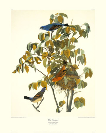 Blue Grosbeak Giclee Print Blue Grosbeak Giclee Print