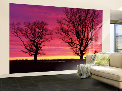 Oak Trees, Sunset, Sweden Wall Mural – Large Oak Trees, Sunset, Sweden Wall Mural – Large