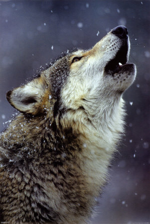 Call of the Wild Poster Call of the Wild Poster