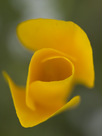 california poppy illustration. Yellow California Poppy Flower