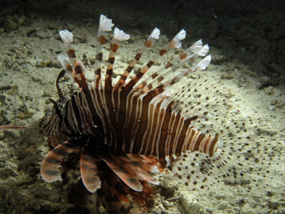 Lionfish, Venomous Spines Black And White Lionfish. Lionfish, Venomous Spines