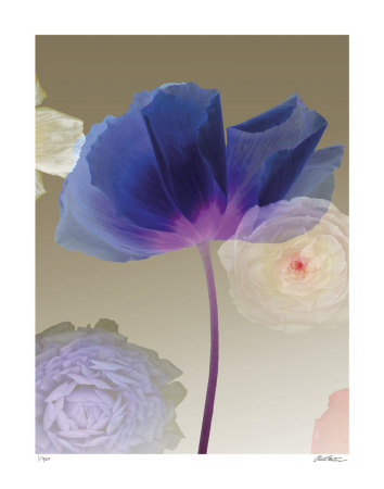 Poppy Suite II Limited Edition Poppy Suite II Limited Edition