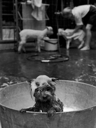 Dog Being Bathed in Back Yard Stretched Canvas Print