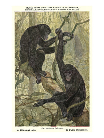 Bonobo Pygmy Chimpanzee Giclee Print Bonobo Pygmy Chimpanzee Giclee Print