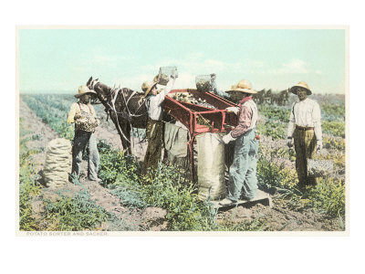 Potato Sorter and Sacker Giclee Print Potato Sorter and Sacker Giclee Print