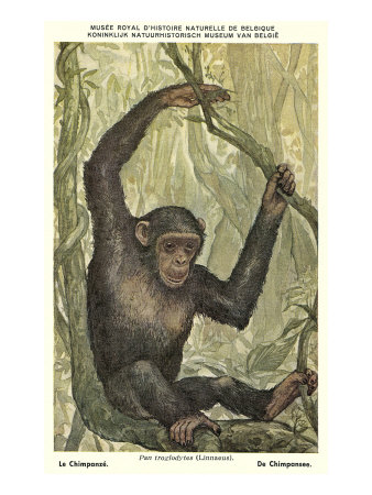 Swinging Chimpanzee in the Wild Giclee Print Swinging Chimpanzee in the Wild Giclee Print